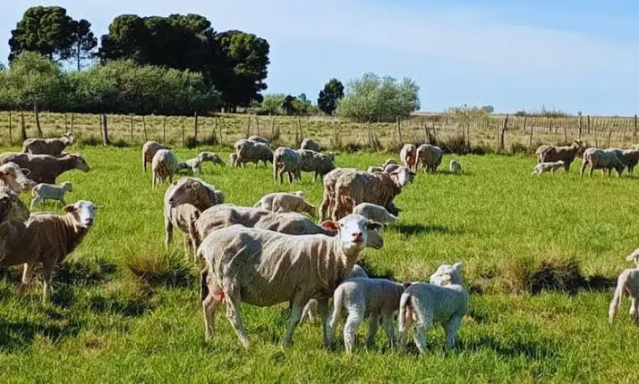 Las exportaciones de carne ovina subieron 34% en el primer semestre