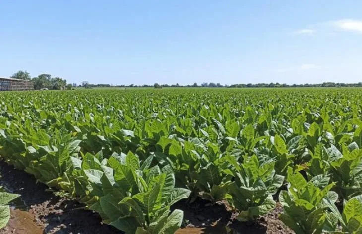 Tucumán paga $2000 millones a tabacaleros por anticipos de grillas 2025/2026