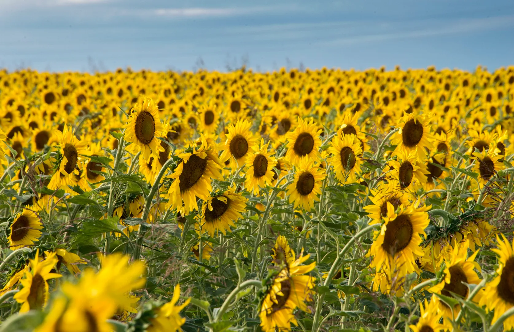 Un análisis de NK Semillas detectó 6,05 M ha donde el girasol supera a la soja