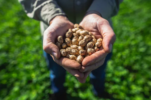 Prodeman puso en valor los beneficios del maní ante el Día Mundial de la Alimentación